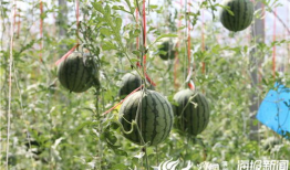 定西网红吃瓜事件视频,一场网络狂欢背后的真相揭秘