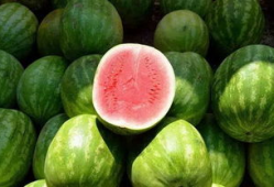 吃瓜网图片像是瓜