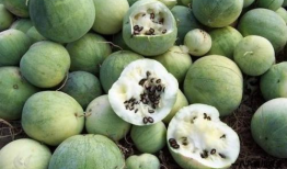 全球热网吃瓜,吃瓜群众视角下的热点事件追踪