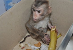 nz网红吃瓜小猴子