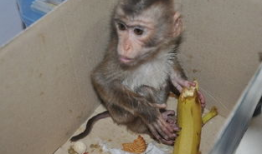 nz网红吃瓜小猴子